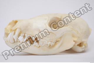 Skull Badger 0011